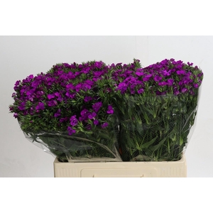 DI BARB AM NEON PURP