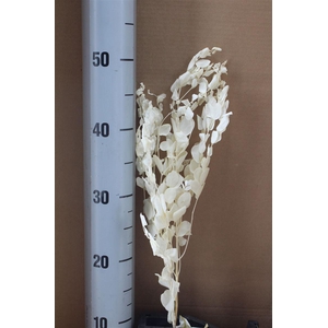 Japan Deco Euca Cinerea White