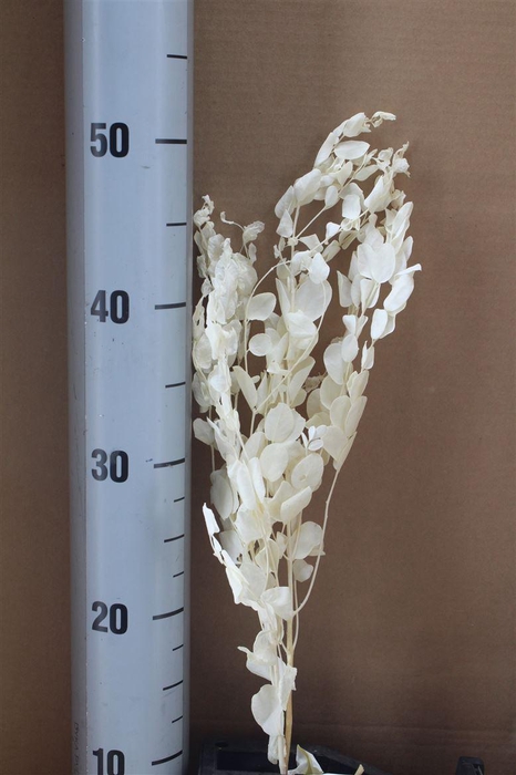 <h4>Japan Deco Euca Cinerea White</h4>