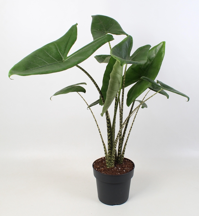 <h4>Alocasia zebrina 21 cm 2 stek</h4>