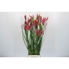Nerine Pearl of Cherry