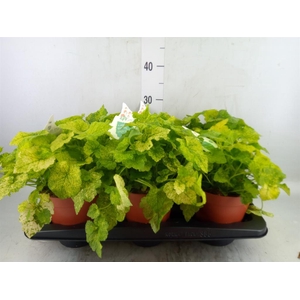 Tolmiea menziesii   ...variegated
