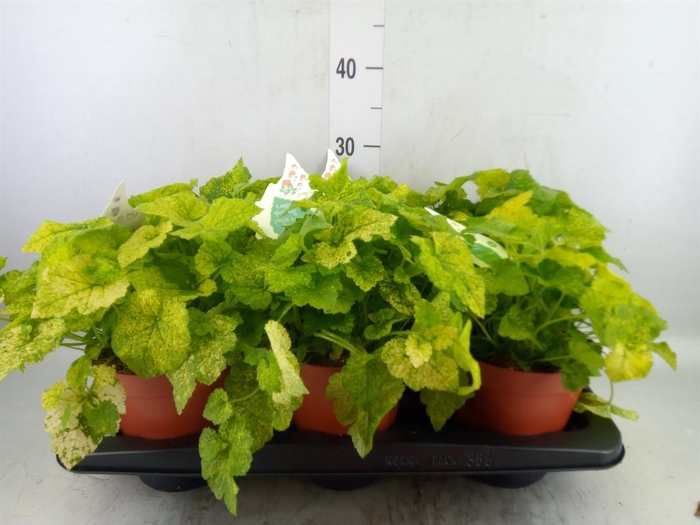 <h4>Tolmiea menziesii   ...variegated</h4>