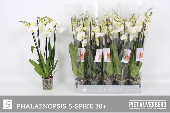 <h4>PHAL OV WIT</h4>