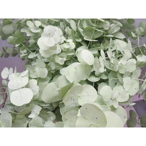 Euc Cinerea Licht Groen