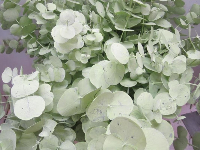<h4>Euc Cinerea Licht Groen</h4>