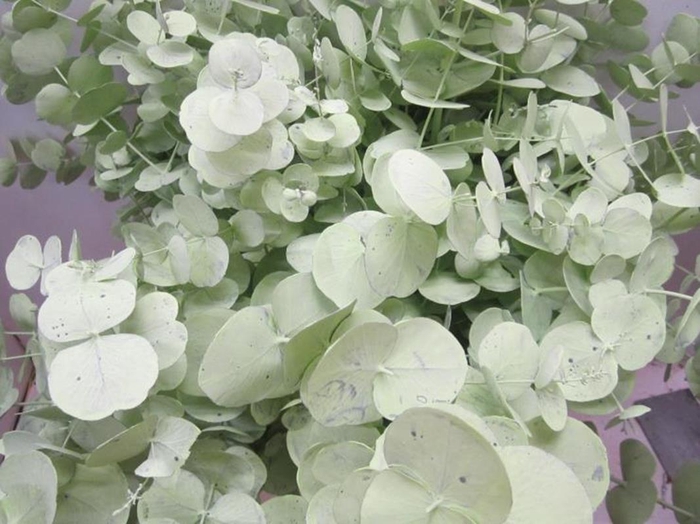 <h4>Euc Cinerea Licht Groen</h4>