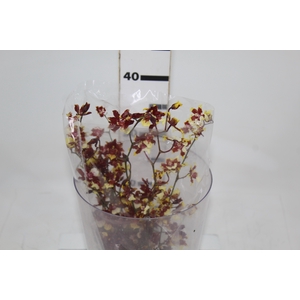 ONCIDIUM SHARRY BABY BUTTERCUP 040 CM BICOLOR