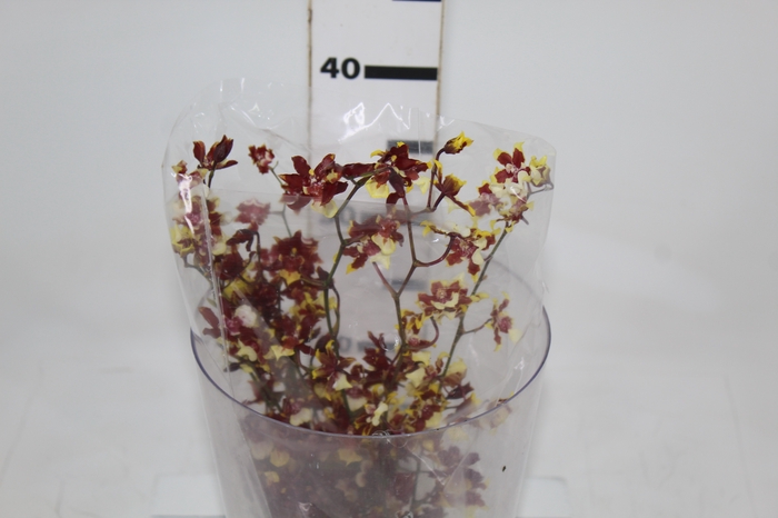 <h4>ONCIDIUM SHARRY BABY BUTTERCUP 040 CM BICOLOR</h4>