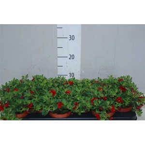 Calibrachoa Red
