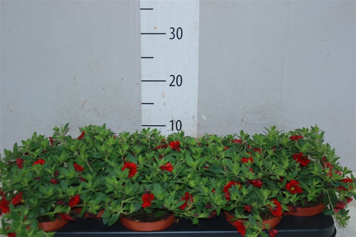 <h4>Calibrachoa Red</h4>