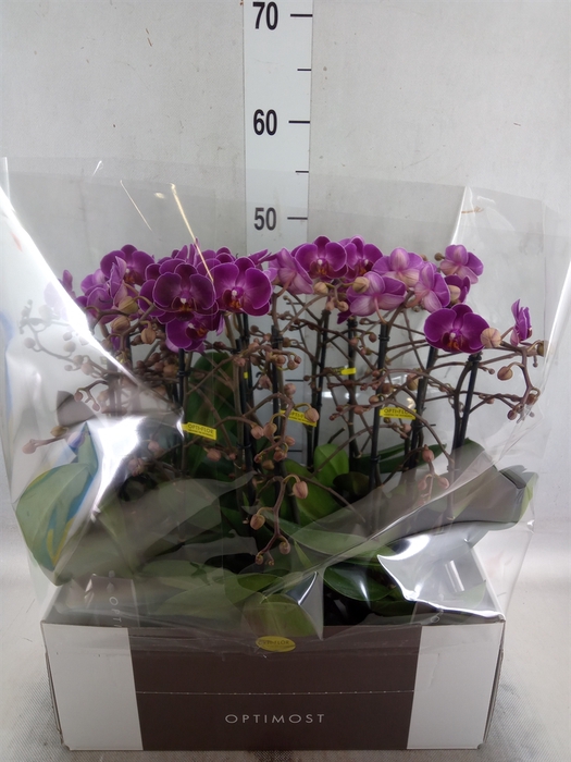 <h4>Phalaenopsis multi. 'Ant Morelia'</h4>