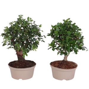 Bonsai Indoor Mix Ø14cm Ball Shape in Carbon Free Pot