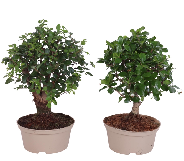 <h4>Bonsai Indoor Mix Ø14cm Ball Shape in Carbon Free Pot</h4>