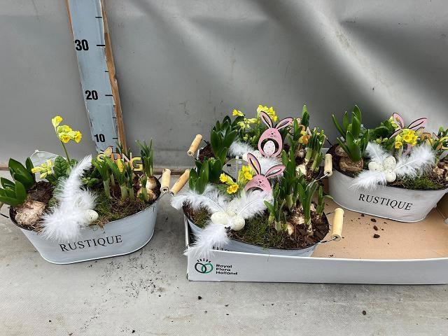 <h4>ARR BOL KNOLGEWAS</h4>