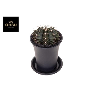 Gymno Cactus 'Green'