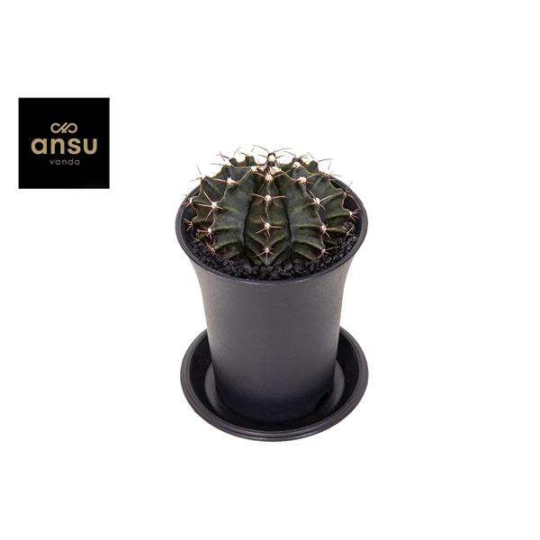 Gymno Cactus 'Green'