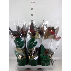 Anthurium andr. 'Delicata'