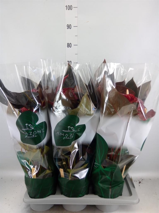 <h4>Anthurium andr. 'Delicata'</h4>