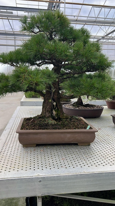 <h4>Pinus parviflora "Iwasaki", pot 55cm. Height 95cm. (single item)</h4>