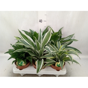 Dracaena   ...mix