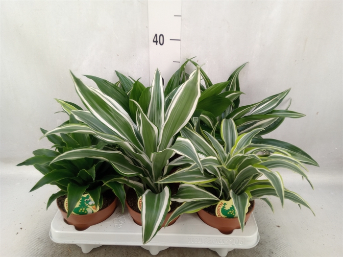 <h4>Dracaena   ...mix</h4>