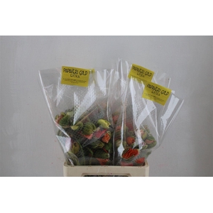 Papaver Mixed Extra P Stem