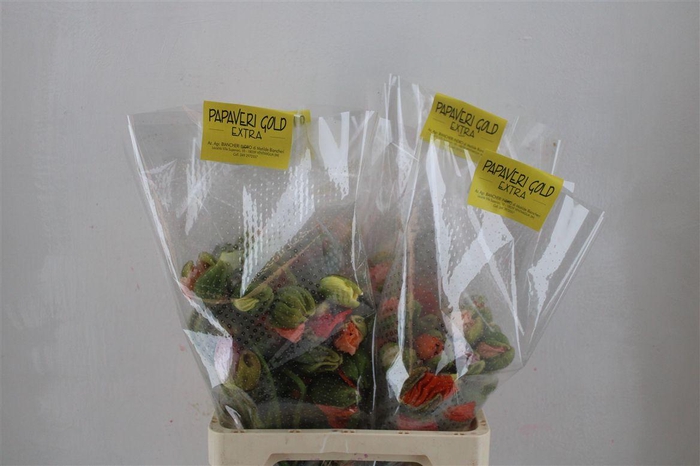 <h4>Papaver Mixed Extra P Stem</h4>