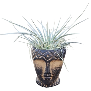 Arrangementen Tillandsia 6%