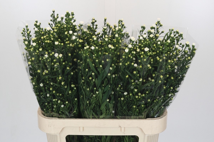 <h4>Aster Pretty Wendy</h4>