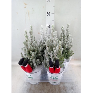 Picea glauca 'Perfecta'