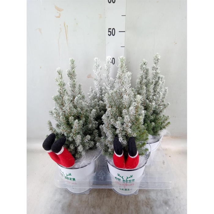 <h4>Picea glauca 'Perfecta'</h4>