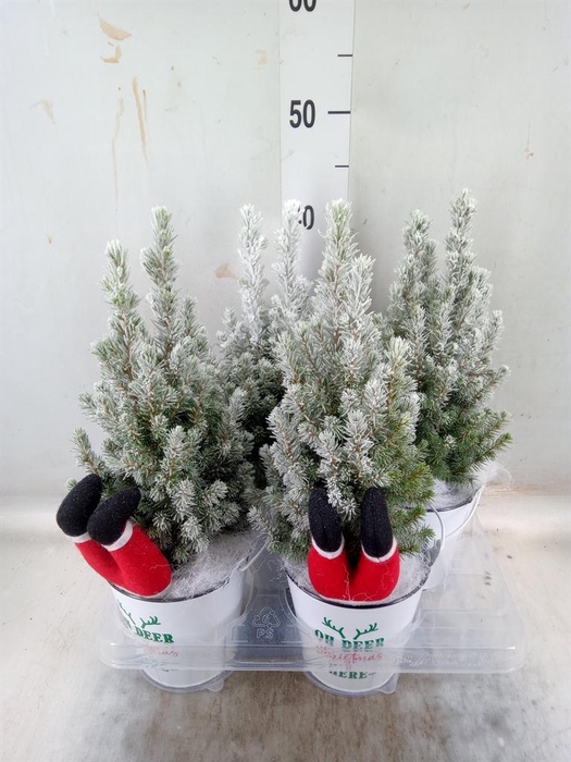 Picea glauca 'Perfecta'