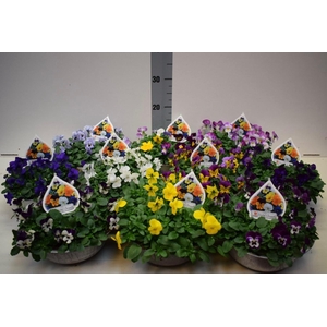 Viola corn.   ...mix