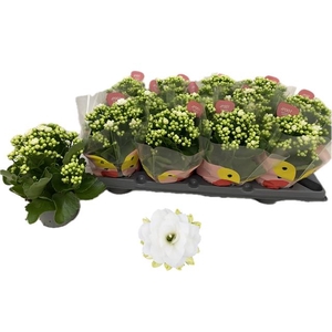 KALAN CALAN QUEEN WHITE