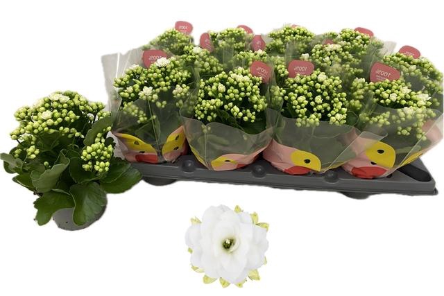 <h4>KALAN CALAN QUEEN WHITE</h4>