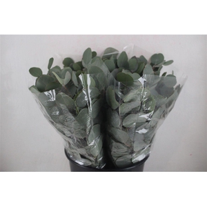 Euca Populus Short 150gr P Bunch