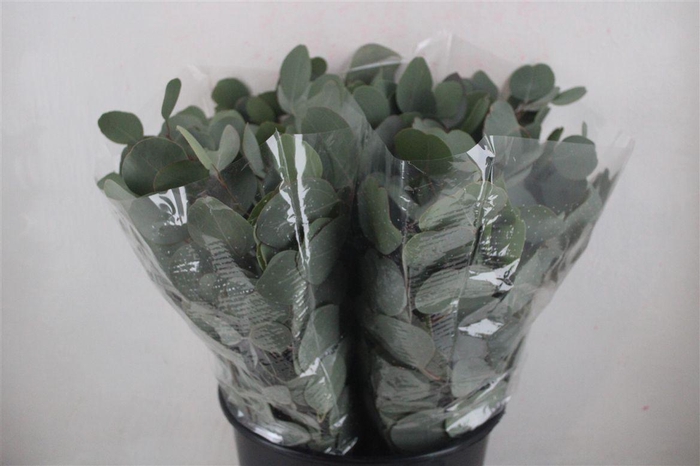 <h4>Euca Populus Short 150gr P Bunch</h4>