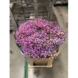 Gyps ec paint blueberry blossom 1000g
