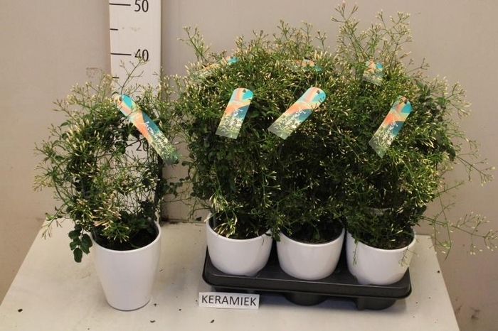 <h4>JASM POLYANTHUM WIT</h4>