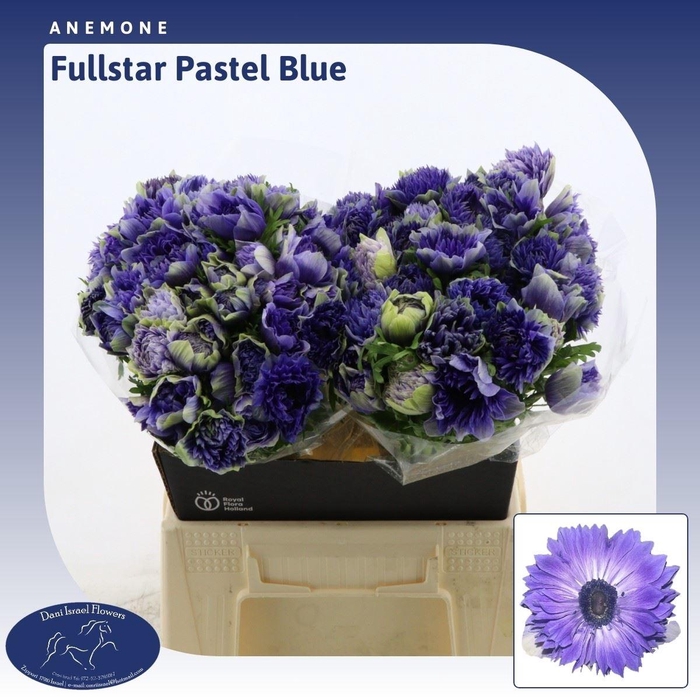 <h4>Anemone Fullstar Pastel Blue</h4>