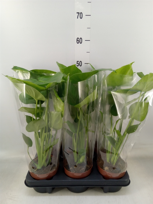<h4>Monstera   ...</h4>