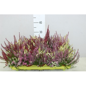 Calluna Beauty Lady High Five