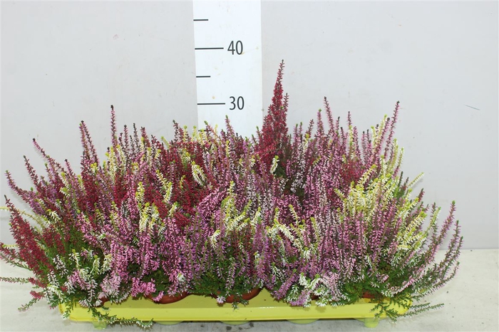 Calluna Beauty Lady High Five