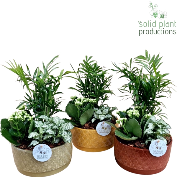 <h4>NV005 Sarah Autumn Chamaedorea</h4>