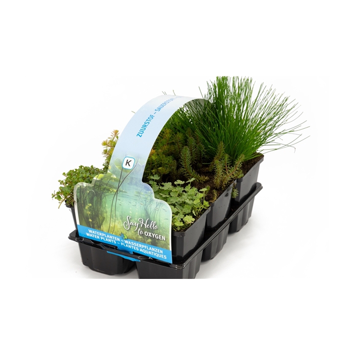 <h4>Zuurstof planten in sixpack</h4>