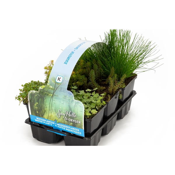 Zuurstof planten in sixpack