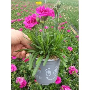 DIANTHUS CARYOPHYLLUS