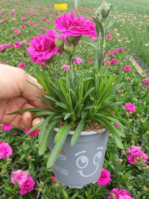 <h4>DIANTHUS CARYOPHYLLUS</h4>