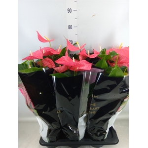 Anthurium andr. 'Maine'